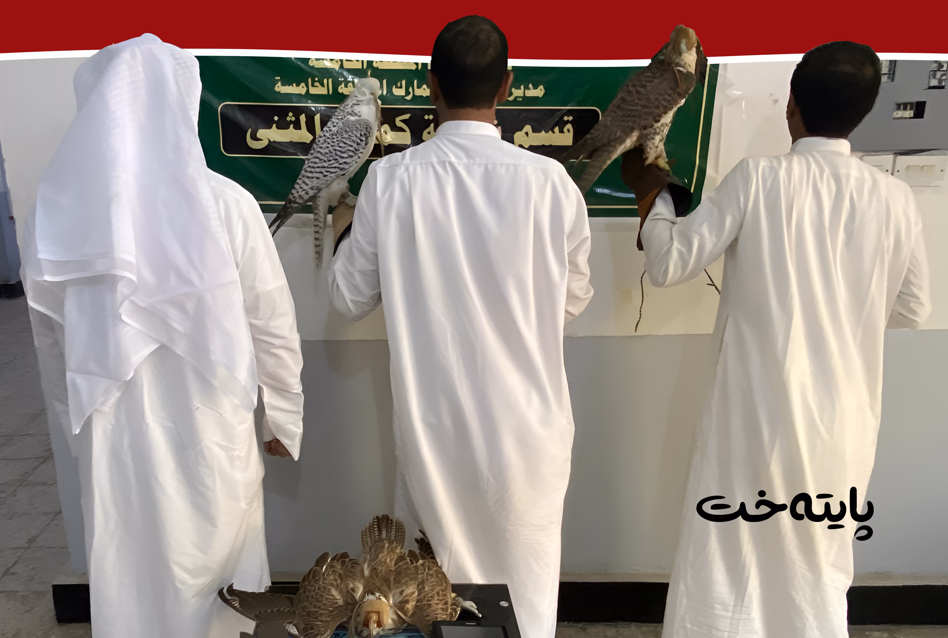 سێ ڕاوچی كوێتی به سێ ههڵۆوه دهستگیركران