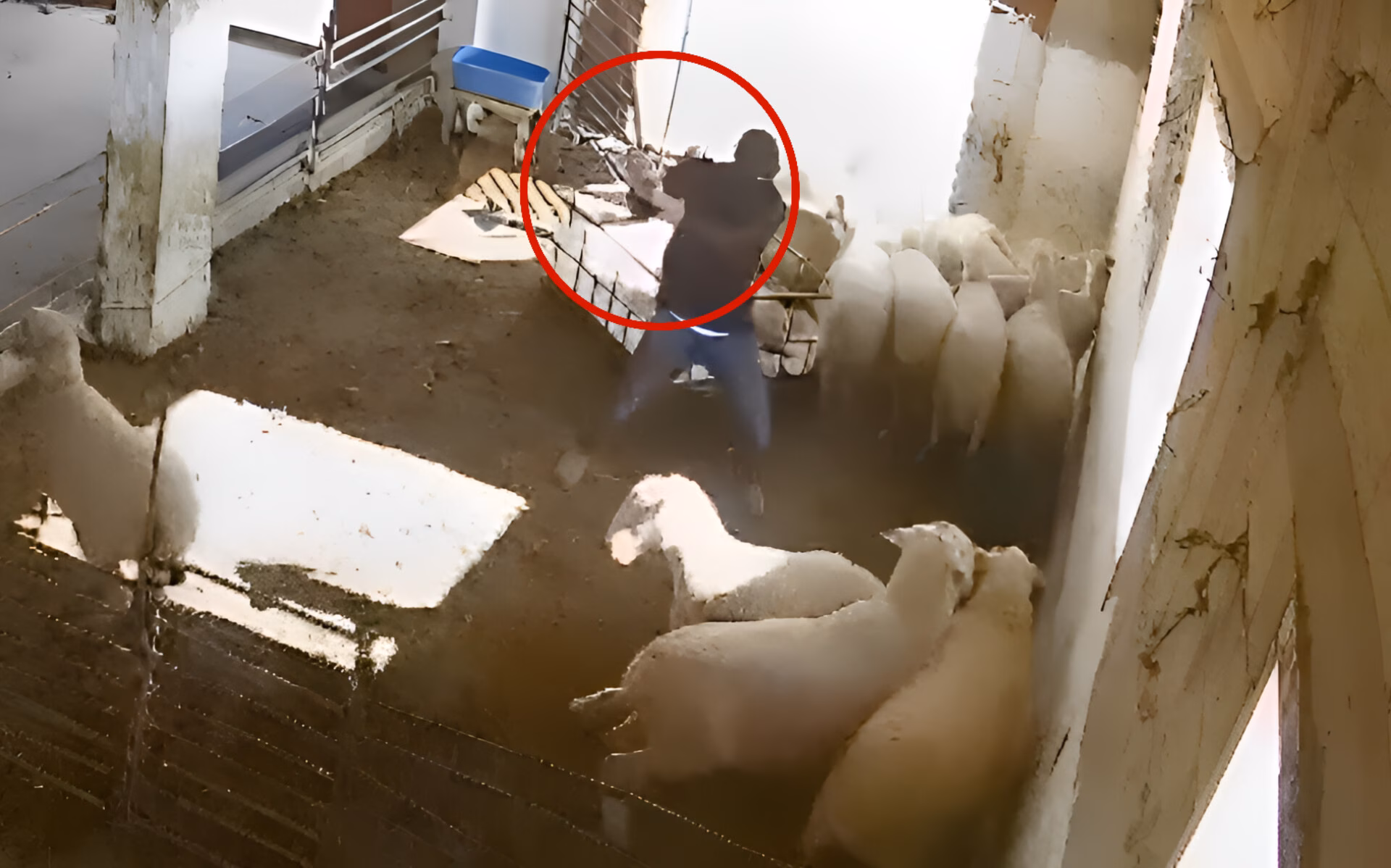 جوونشینێک مەڕ و ماڵاتی فەڵەستینییەکی خەڵتانی خوێن کرد