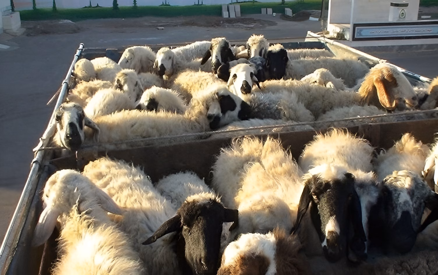 160 سەر ئاژەڵ دەستیان بەسەردا گیرا