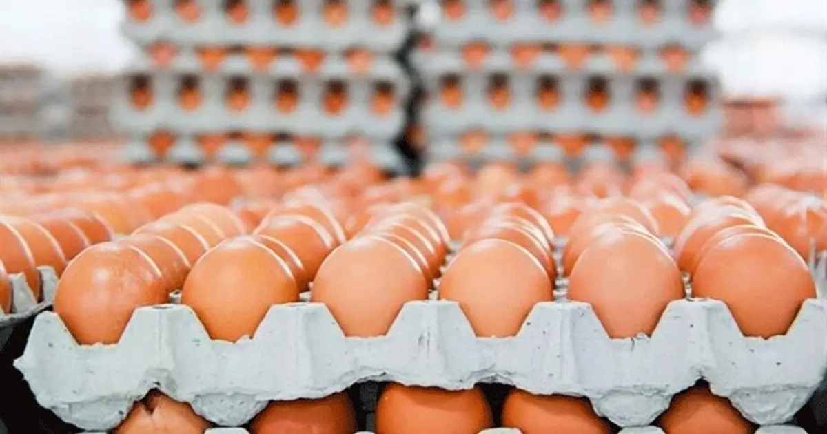 هۆکاری بەرزبوونەوەی نرخی هێلکە ئاشکرا کرا 