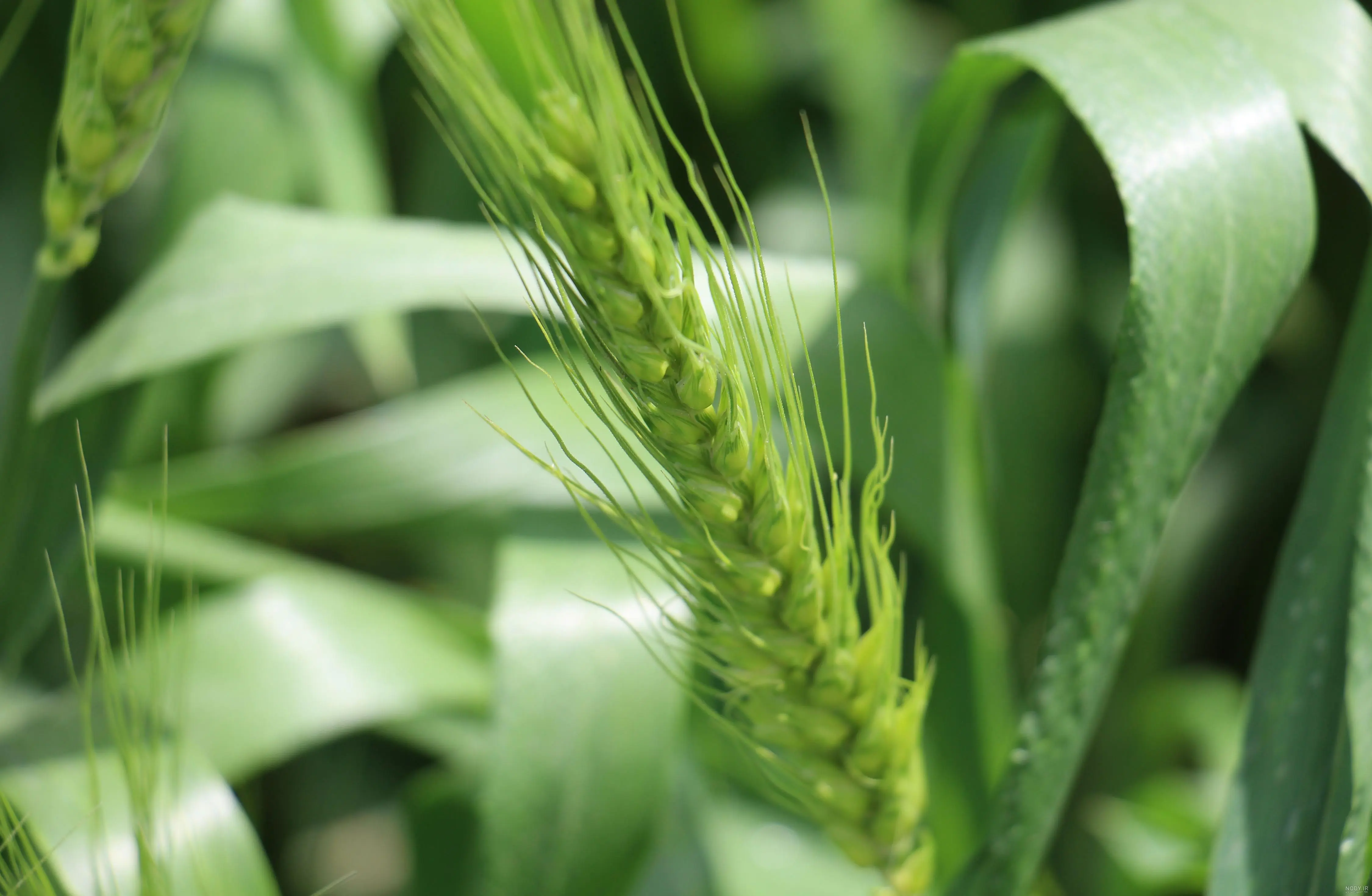 محەممەد کەمال، شارەزای کەشناسی بۆ پایتەخت: لەم هەفتەیەدا پەڵە دەدات 