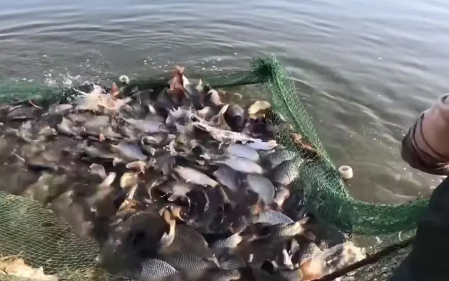 لافاو نزیكه‌ی 400 هه‌زار ماسی له‌ناو برد