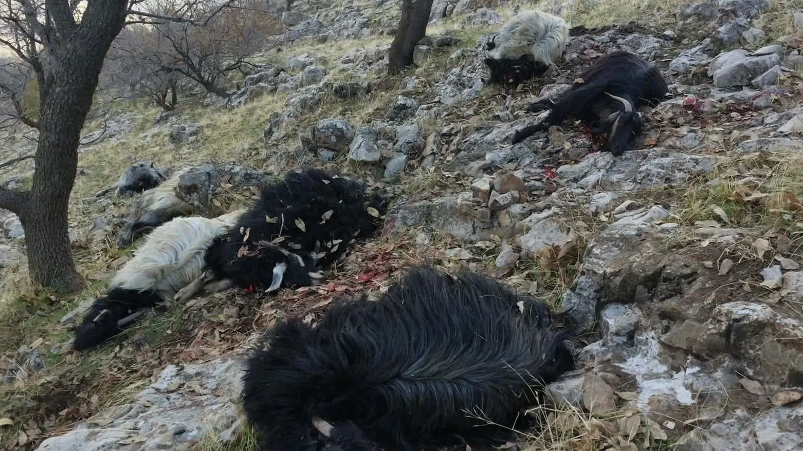 بەهۆی تەقینەوەی مینێک 25 سەر ئاژەڵ مردار بوونەوە