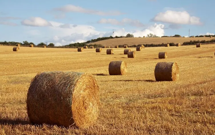 وەزارەتی کشتوکاڵی عێراق: بایی 1.3 ملیار دۆلار 'کا'ـمان لە بەرازیل نەکڕیوە
