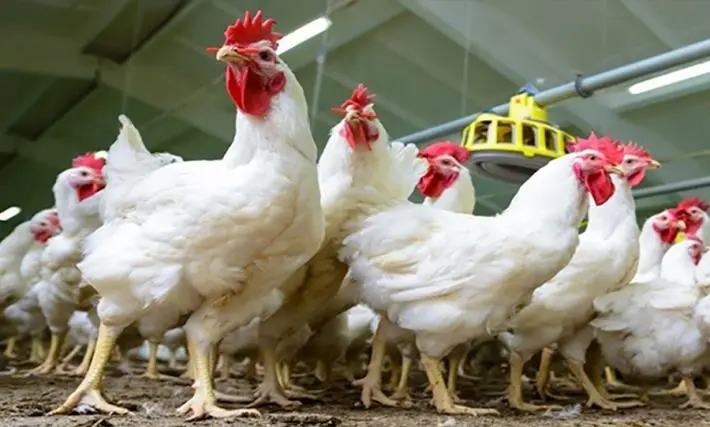 هاوردەکردنی مریشک قەدەغە کرا 