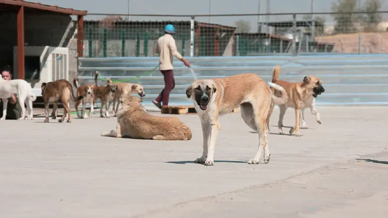 چەندین کەس بەهۆی گەستی سەگەوە گیانیان لەدەستدا