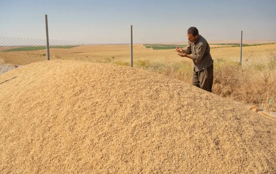 پارە بەسەر ئەو جووتیارانەی ساڵی 2015 پارەیان وەرنەگرتووە دابەش دەکرێت