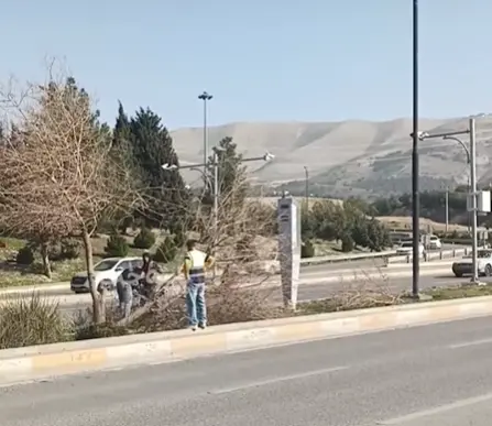 هاتووچۆی سلێمانی ڕوونکردنەوە لەسەر بڕینەوەی دەرختێک دەدات