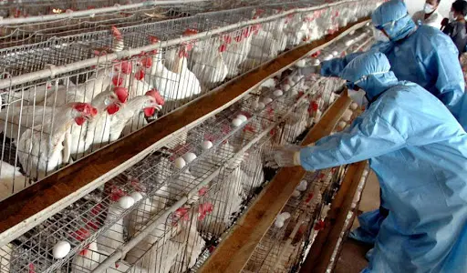 هیچ ترس و دڵەڕاوکێ لە مریشکی ناوخۆیی نییە و شایەنی خواردنە 