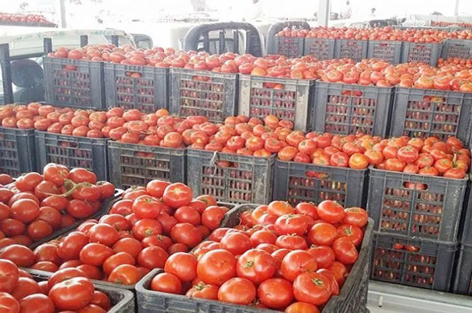 هەرێمی کوردستان بڕیاری قەدەغەی هاوردەکردنی تەماتەی هەڵگرت