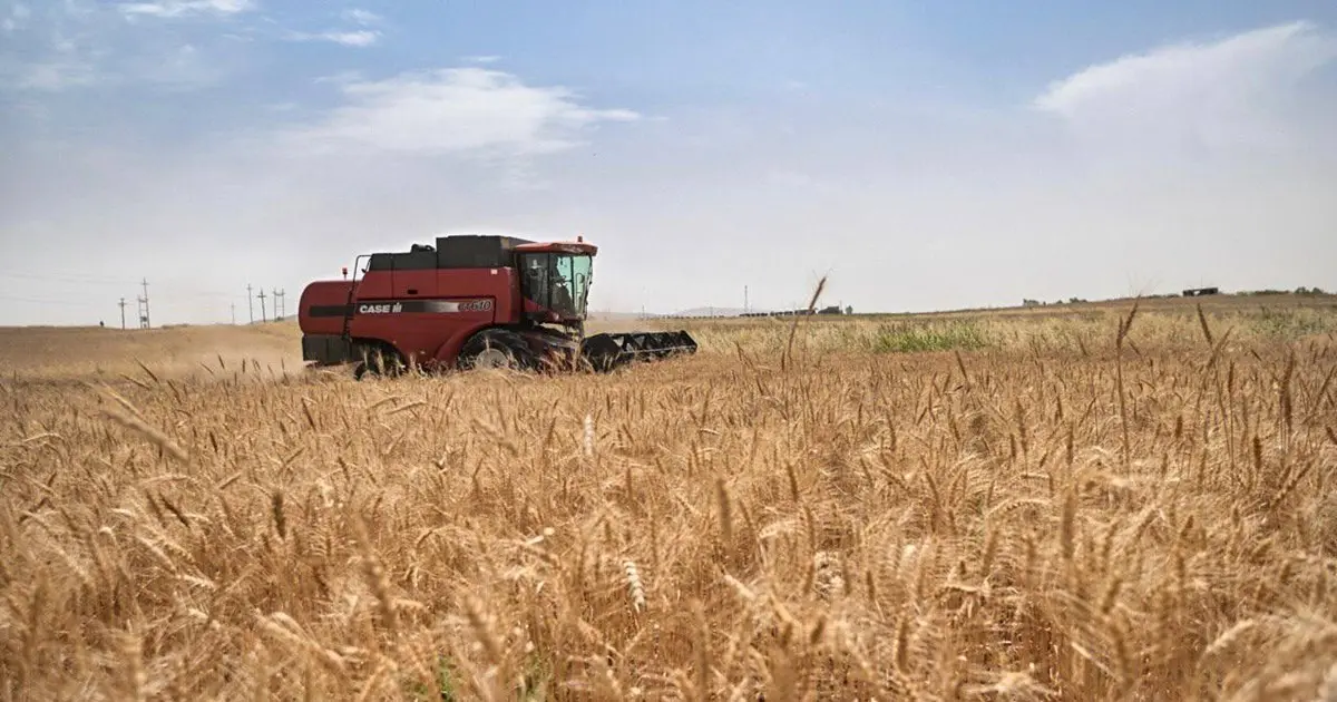 بڕیاری نوێ لەبارەی ڕادەستکردنی گەنم ده‌رچوو