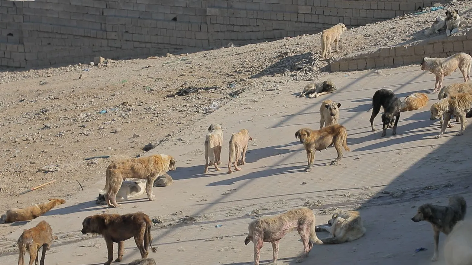 هەڵمەتی گرتنی سەگی بێلانە دەستیپێکردەوە