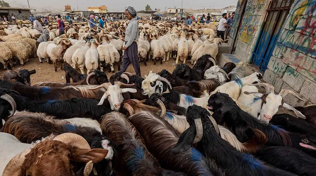 باندێکی 3 کەسی بە تۆمەتی دزینی ئاژەڵ دەستگیرکران