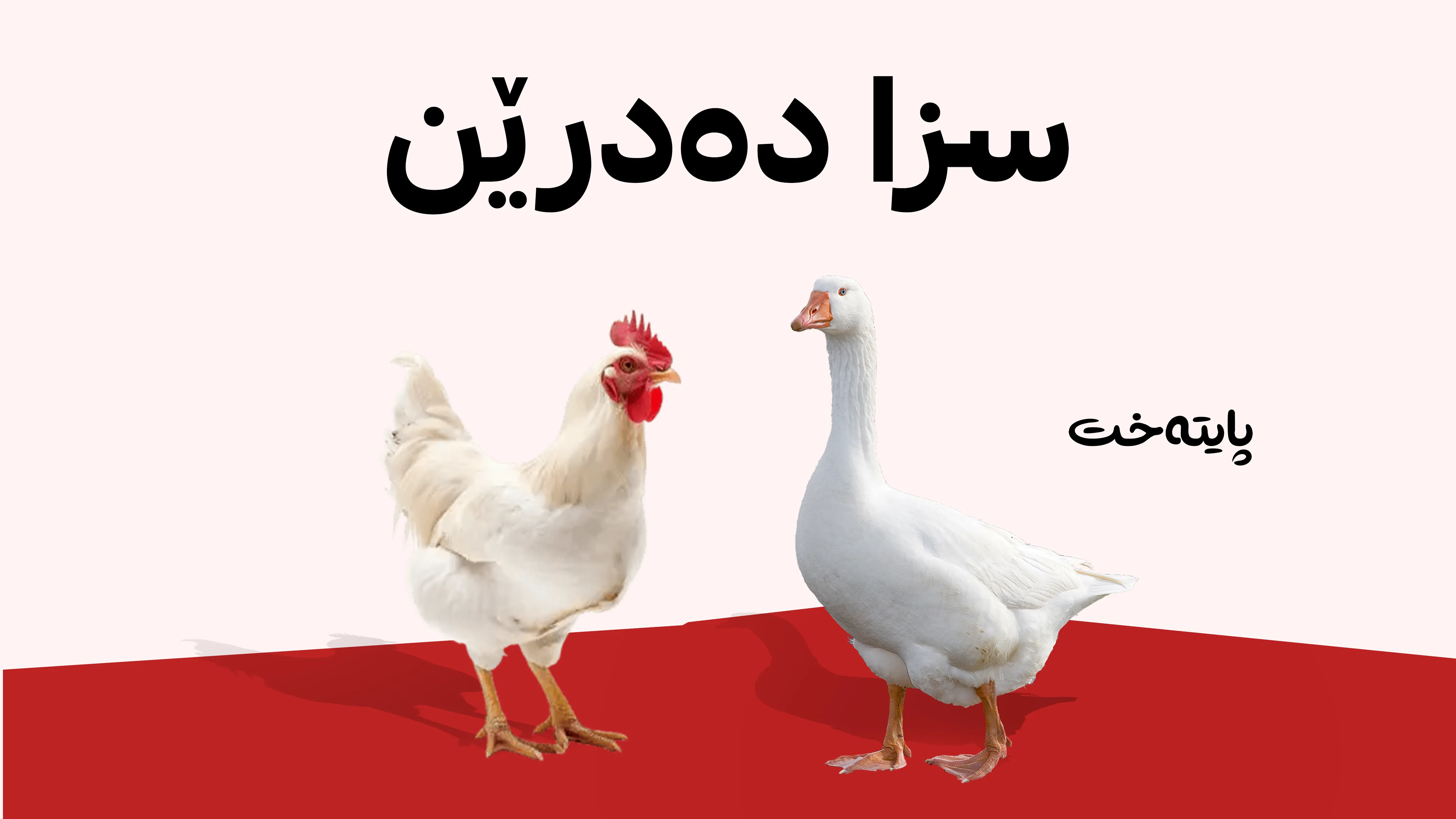 ئەو کەسانەی مریشک و قاز ڕادەگرن یەک هەفتە مۆڵەتان هەیە  