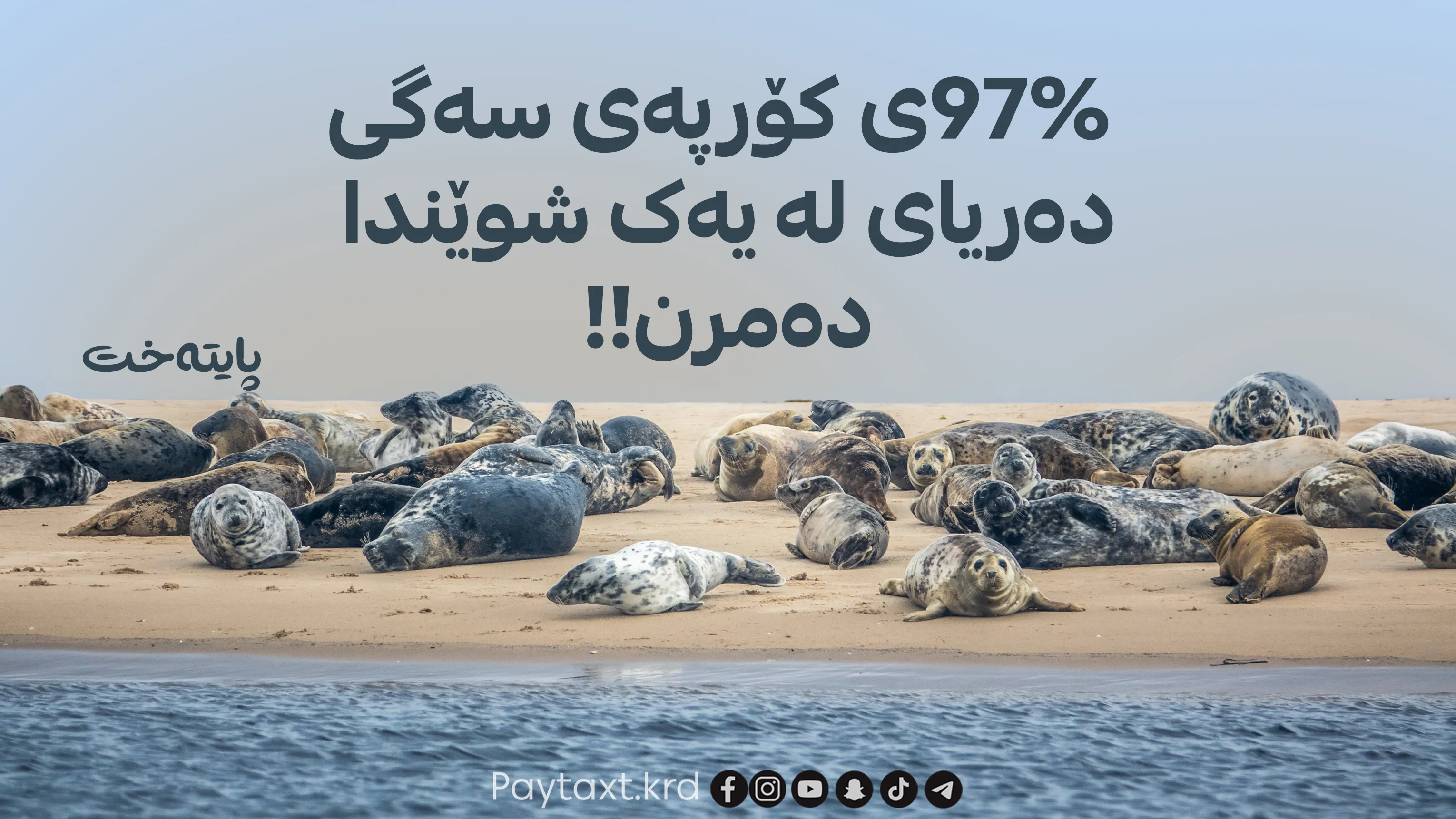  دوورگەکانی هێرد و ماکدۆناڵد لە ژێر هێرشی ئەنفلۆنزای باڵندەدان