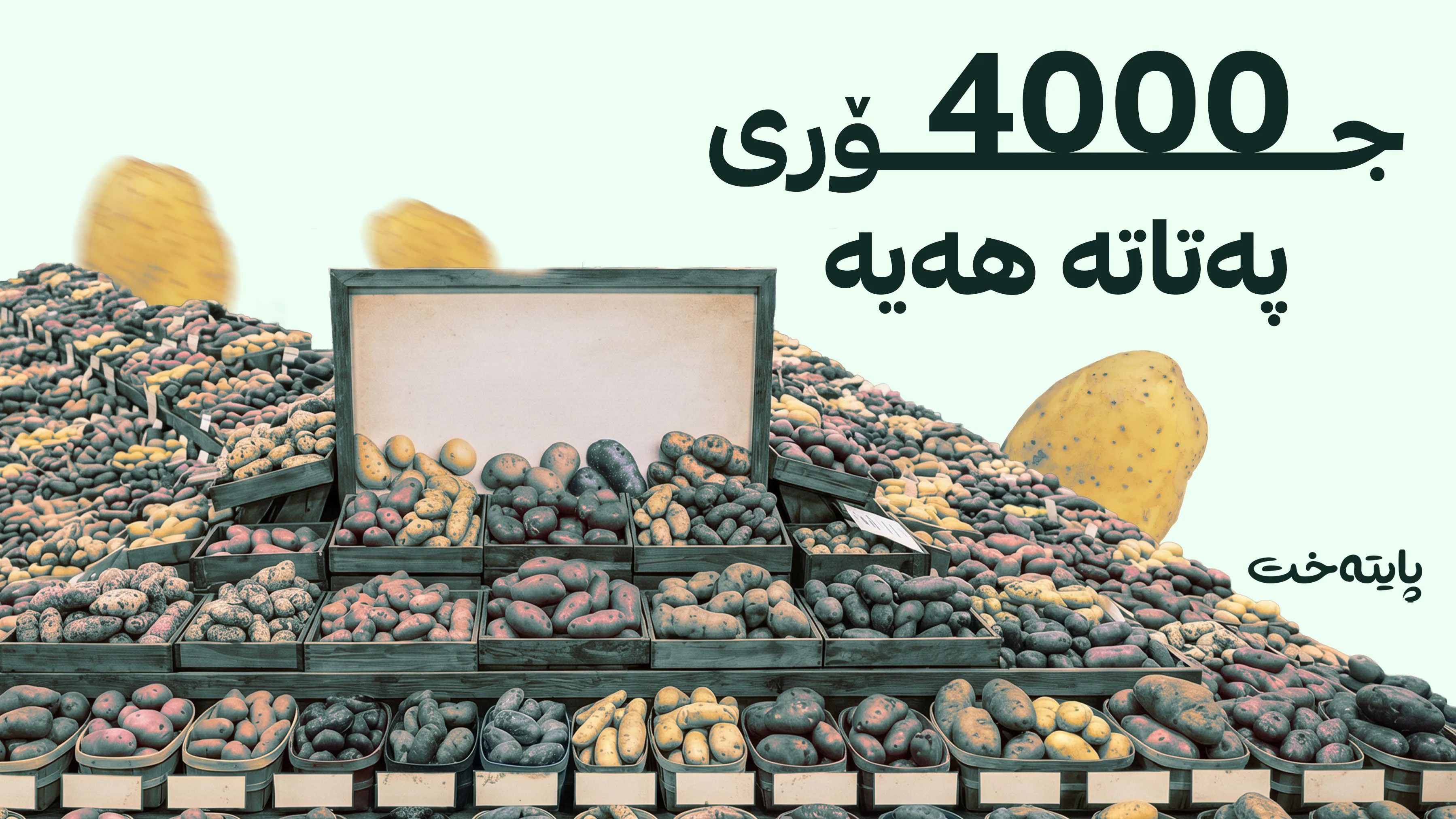 ئەگەر پەتاتە دەخۆیت، ئەم زانیارییانە بزانە