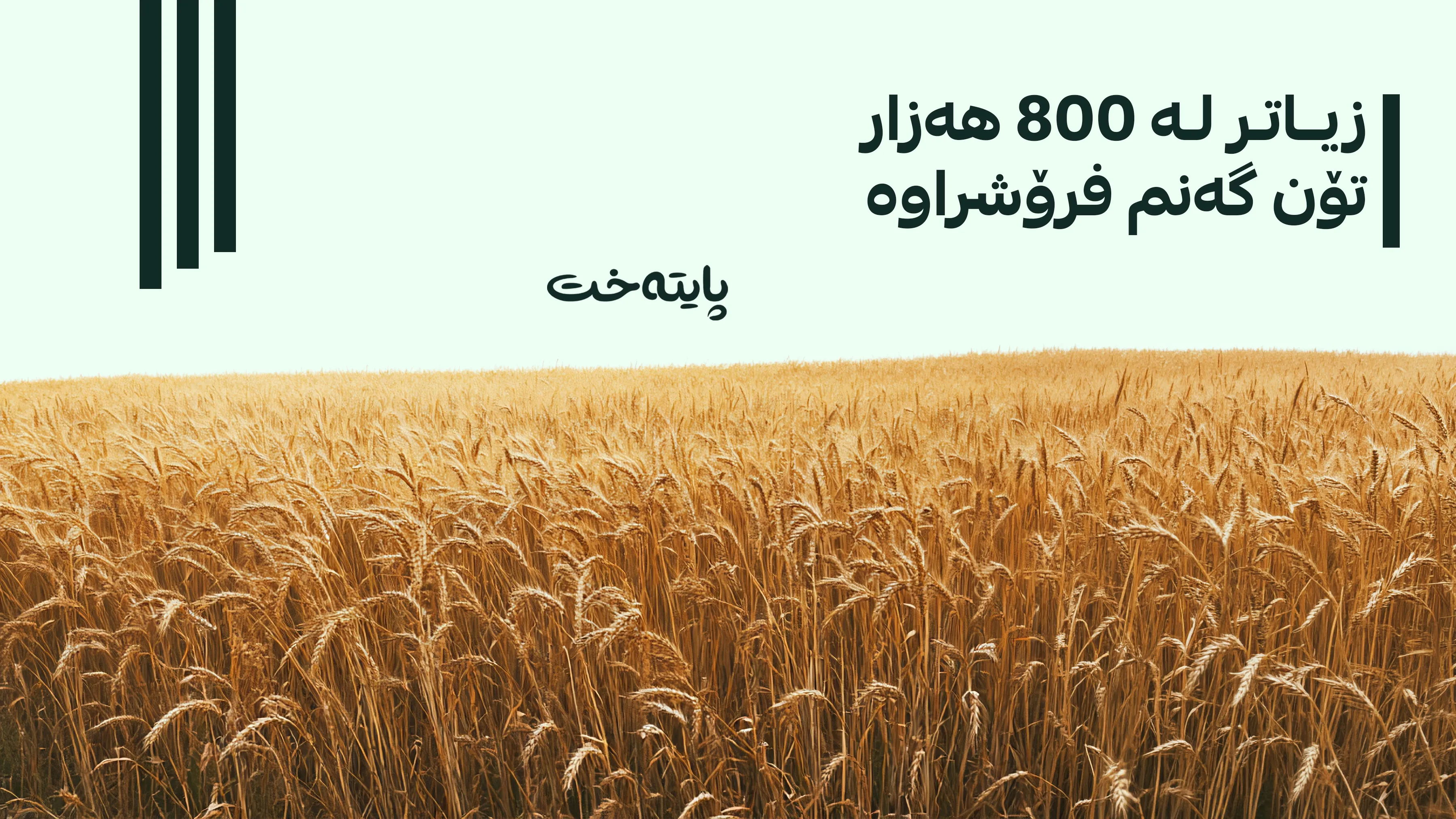 گەنمی جووتیارانی هەرێم هەناردەی دەرەوەی وڵات دەکرێت؟