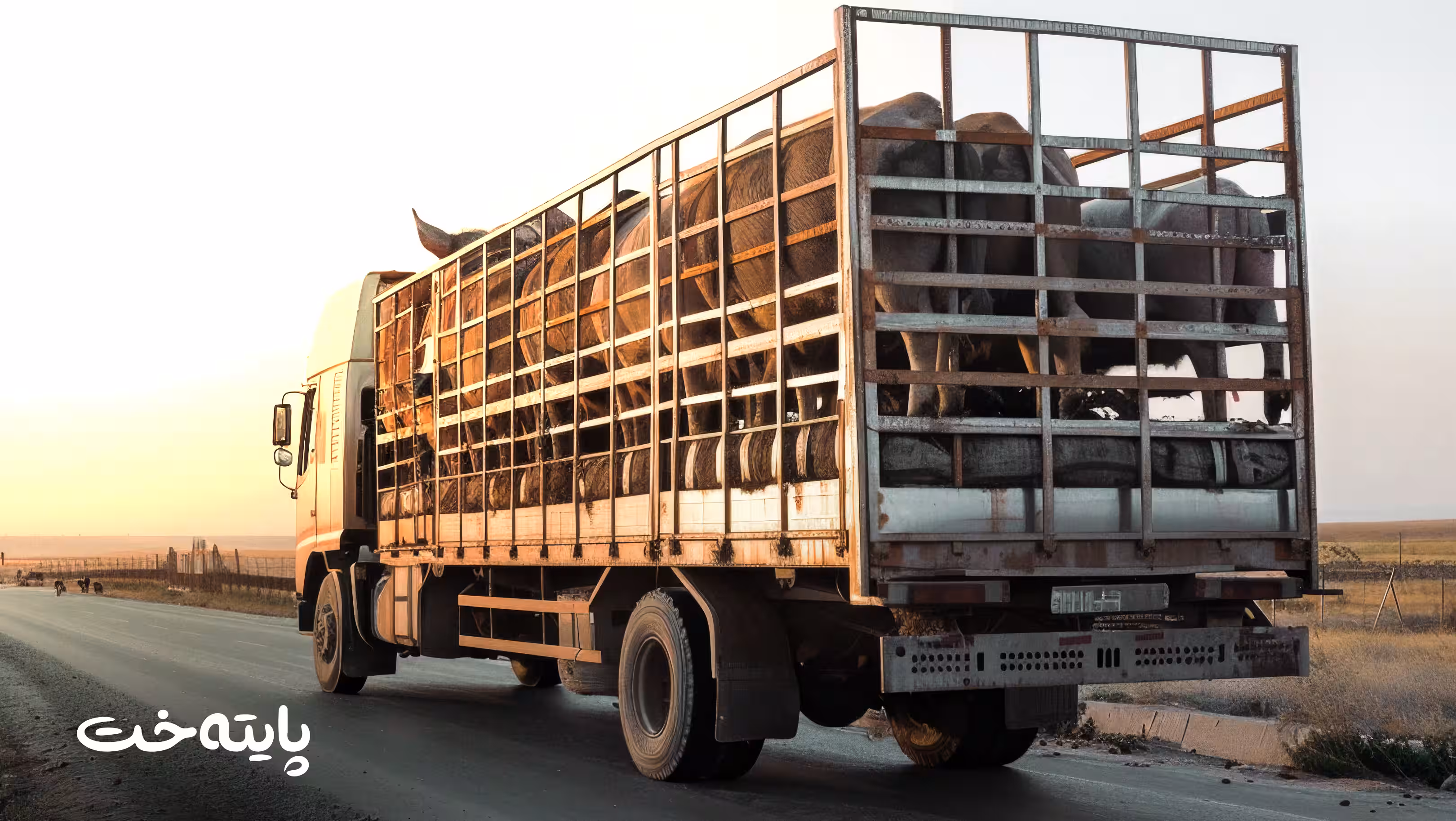 بەڕێوەبەری گشتیی سامانی ئاژەڵ بۆ پایتەخت: هاوردەکردنی ئاژەڵ لە تورکیاوە قەدەغە دەکرێت