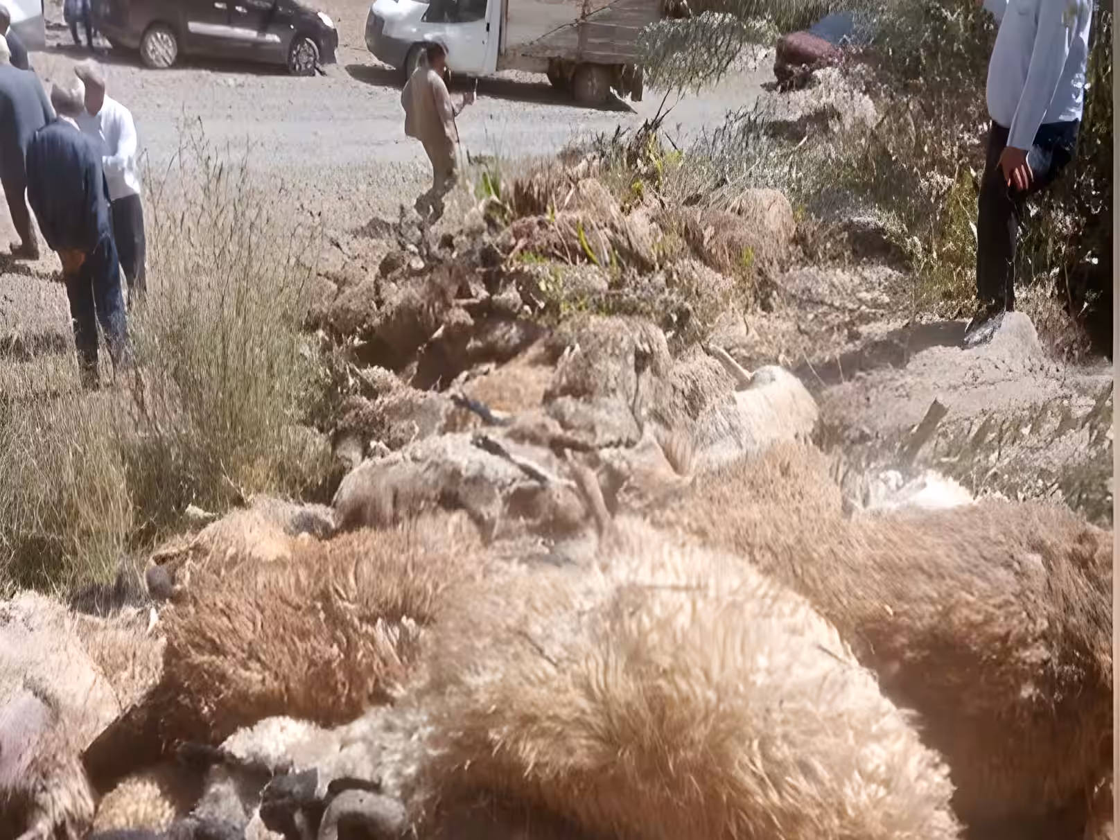 1500 مەڕ لە بەرزاییەوە کەوتنە خوارەوە و گیانیان لەدەستدا 