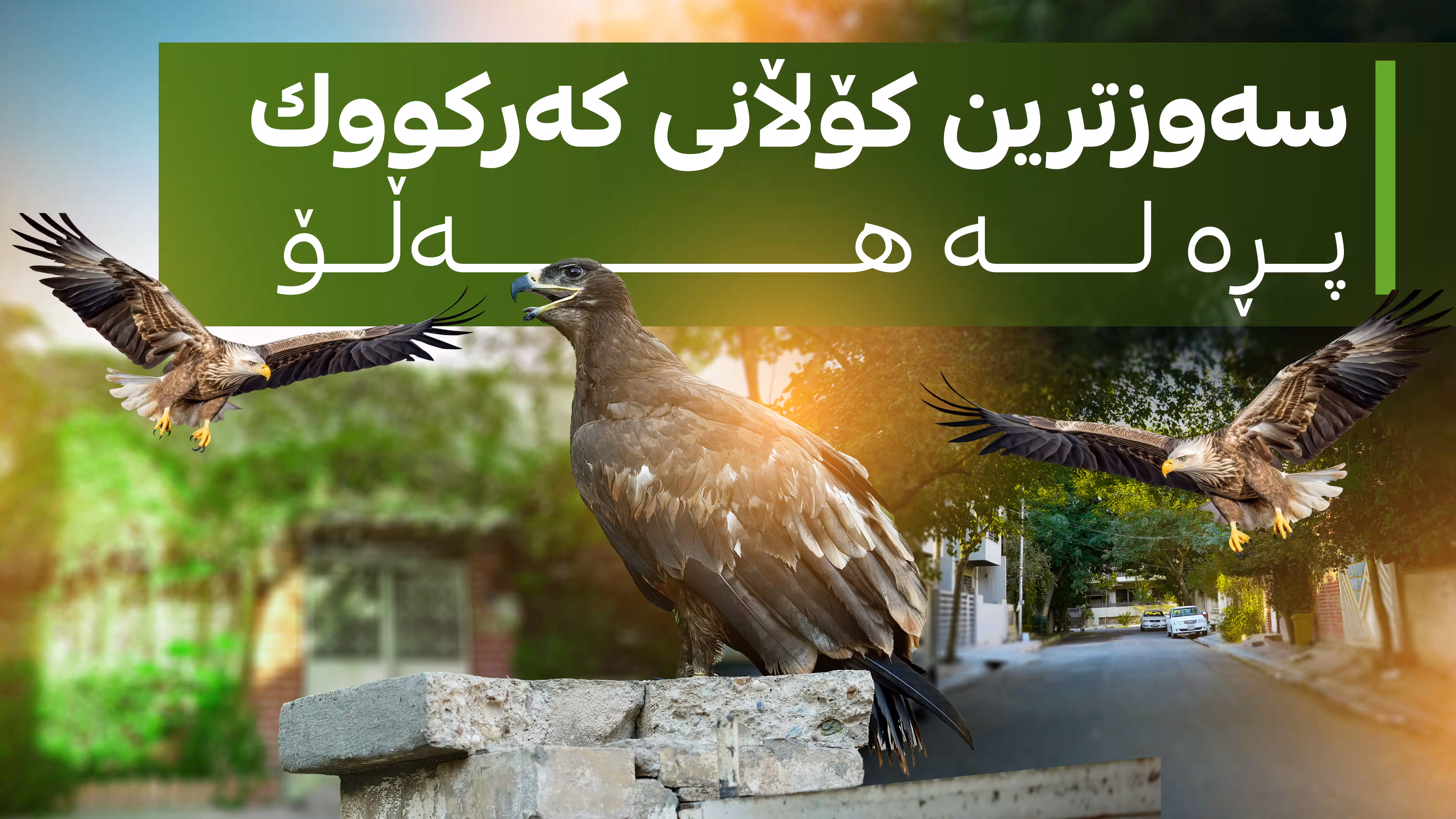 سه‌وزترین كۆڵانی كه‌ركووك پڕە له‌ هه‌ڵۆ