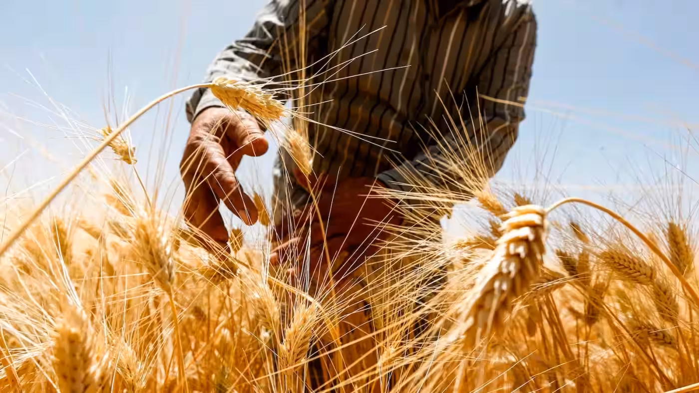 جووتیاران 3 تۆن بنه‌تۆی گه‌نمیان وه‌رگرت