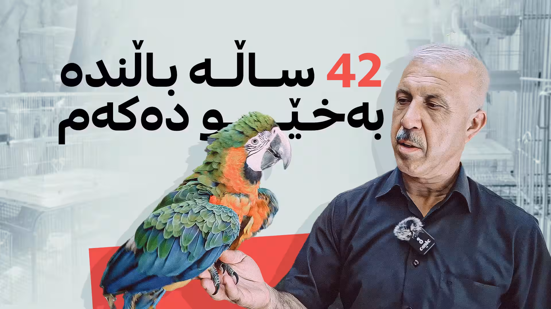 42 ساڵە باڵندە بەخێو دەکات