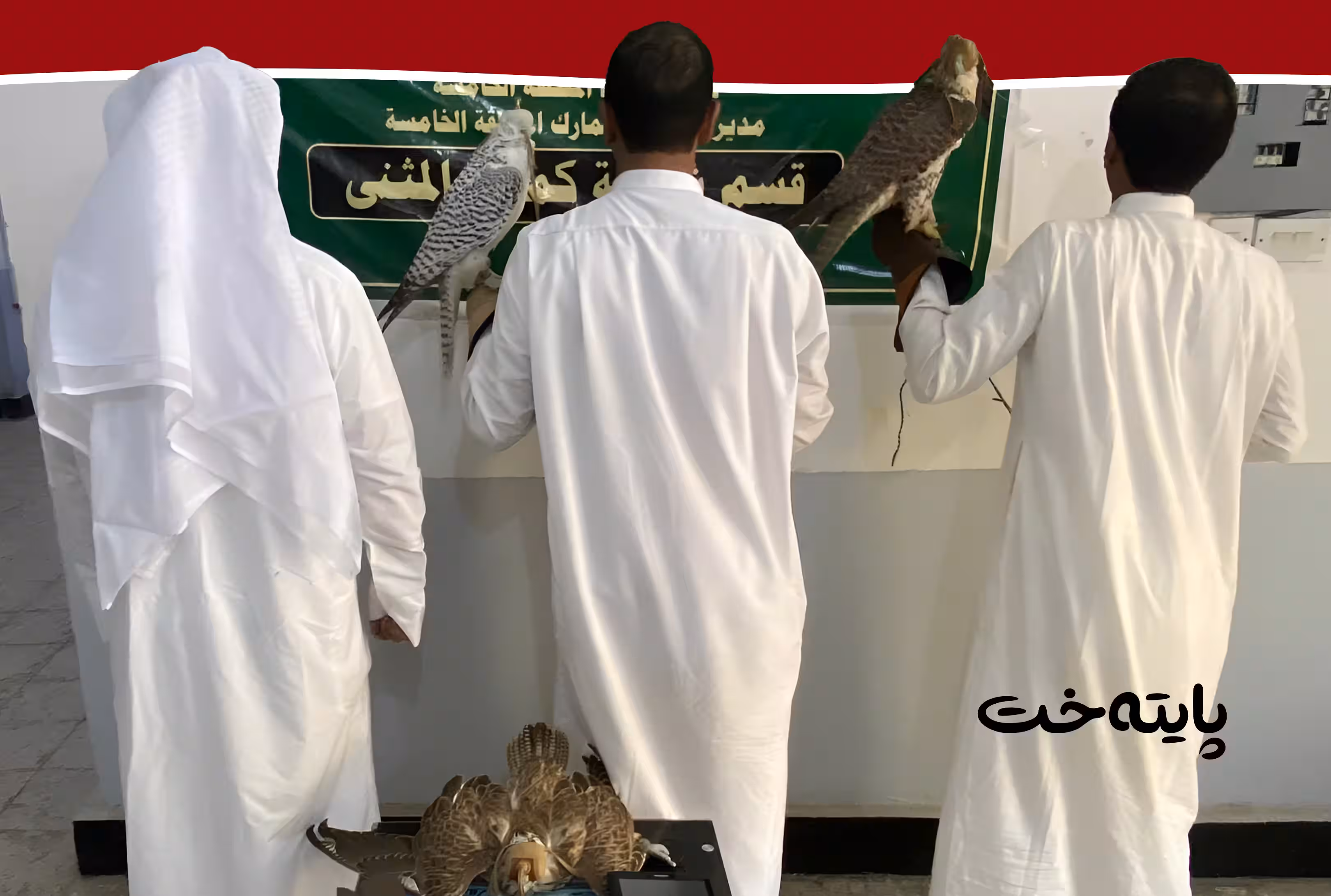 سێ ڕاوچی كوێتی به‌ سێ هه‌ڵۆوه‌ ده‌ستگیركران