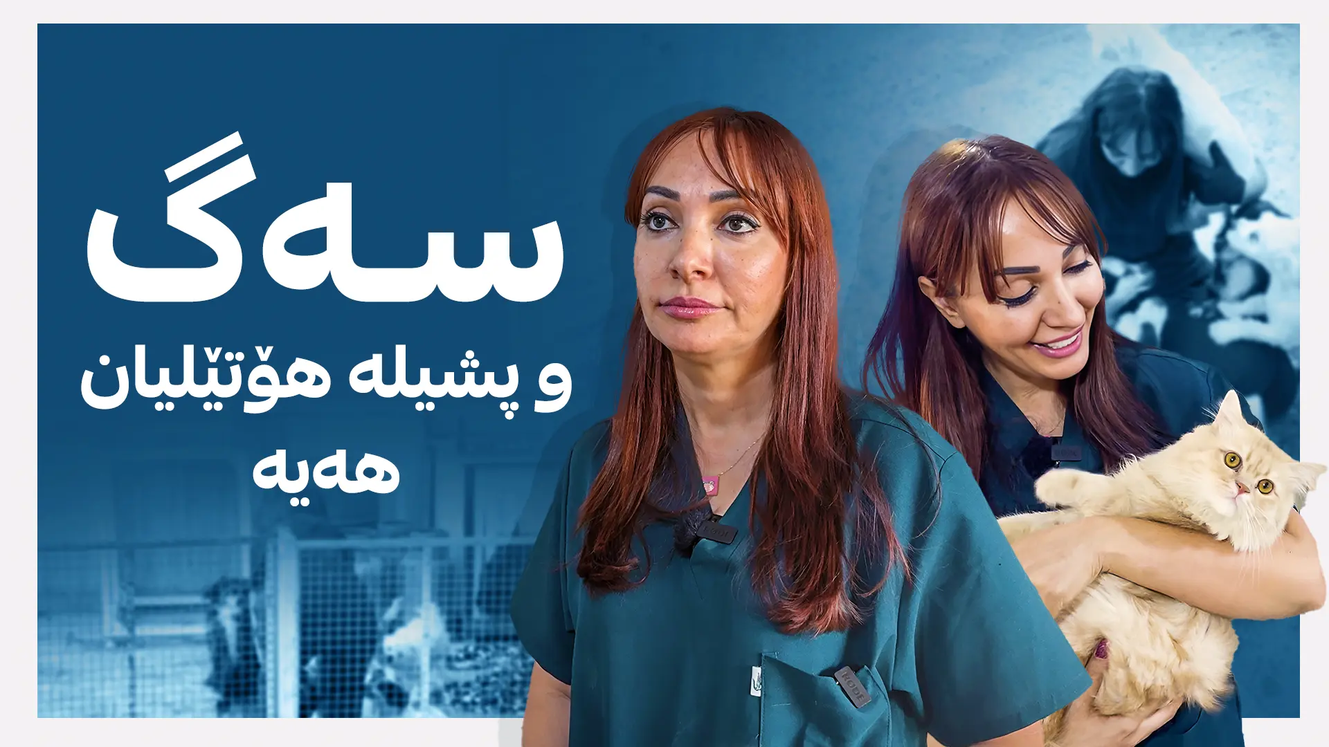 سەگ و پشیلە هۆتێلیان هەیە