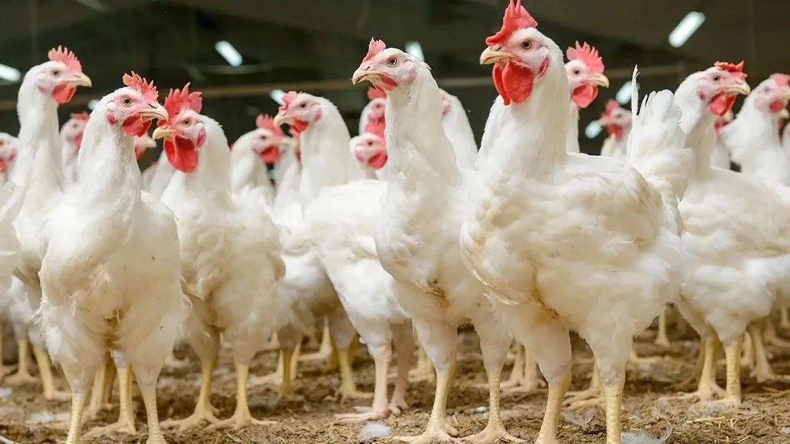 دادگە بڕیار لە چارەنووسی مریشکی ئەم چەند کێڵگەیە دەدات 