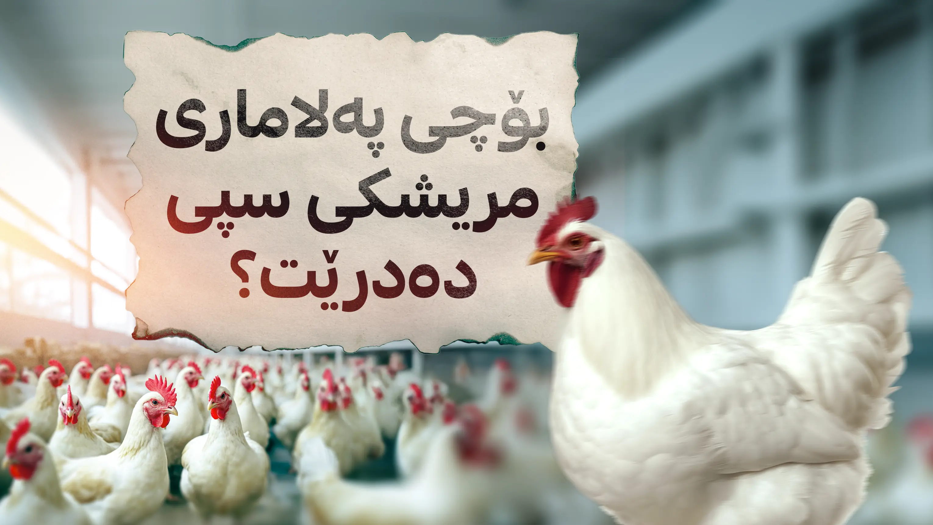 مریشکی زیندوو بخۆین یان نا؟