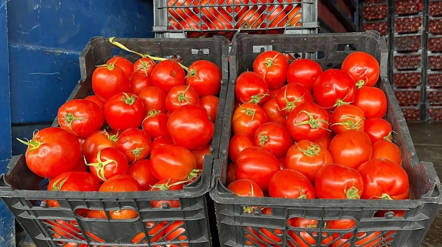 چیتر هاورده‌كردنی ته‌ماته‌ قه‌ده‌غه‌ نییه‌