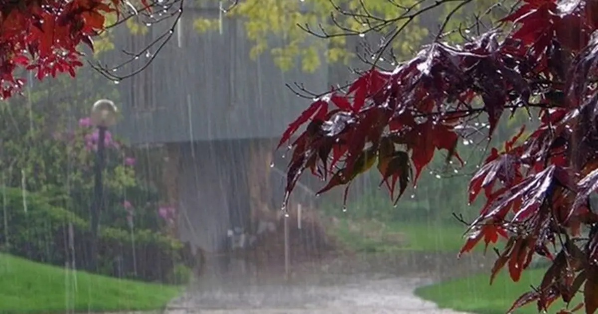 بارانی بە لێزمە دەبارێت 