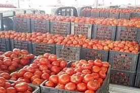 بەهاتنی بەرهەمی ناوخۆیی نرخی تەماتە دادەبەزێت