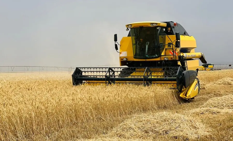 گەنمی ئەمساڵ لە مەترسیدایە