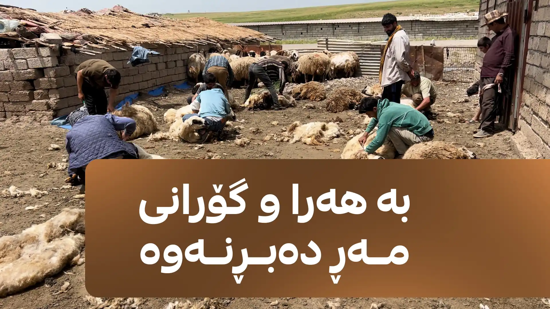 بە هەرا و گۆرانی مەڕ دەبڕنەوە