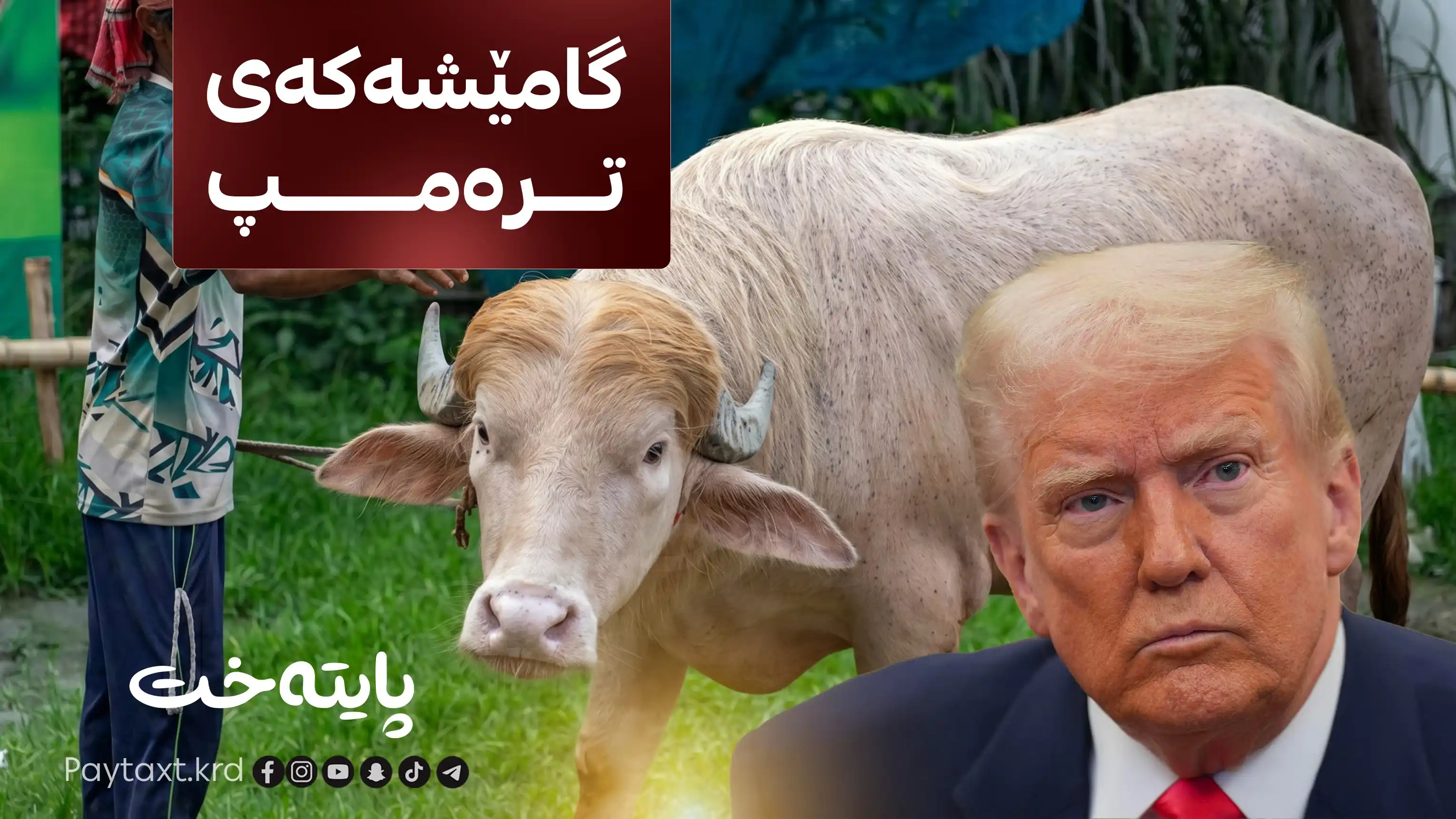 چیرۆکی ئەو گامێشەی بەنگلادیشی هەژاندووە