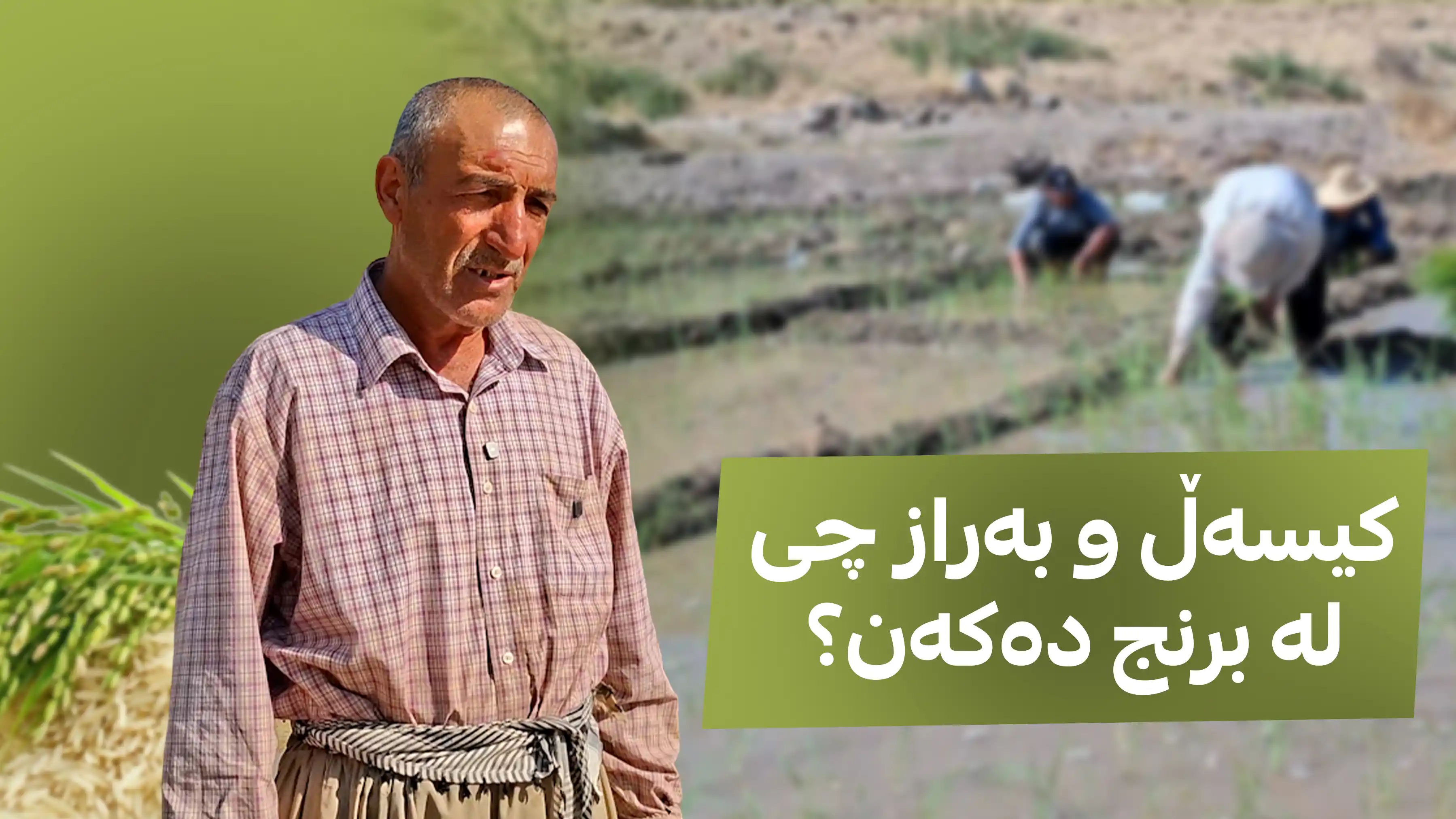 کیسەڵ و بەراز چی لە برنج دەکەن؟ 