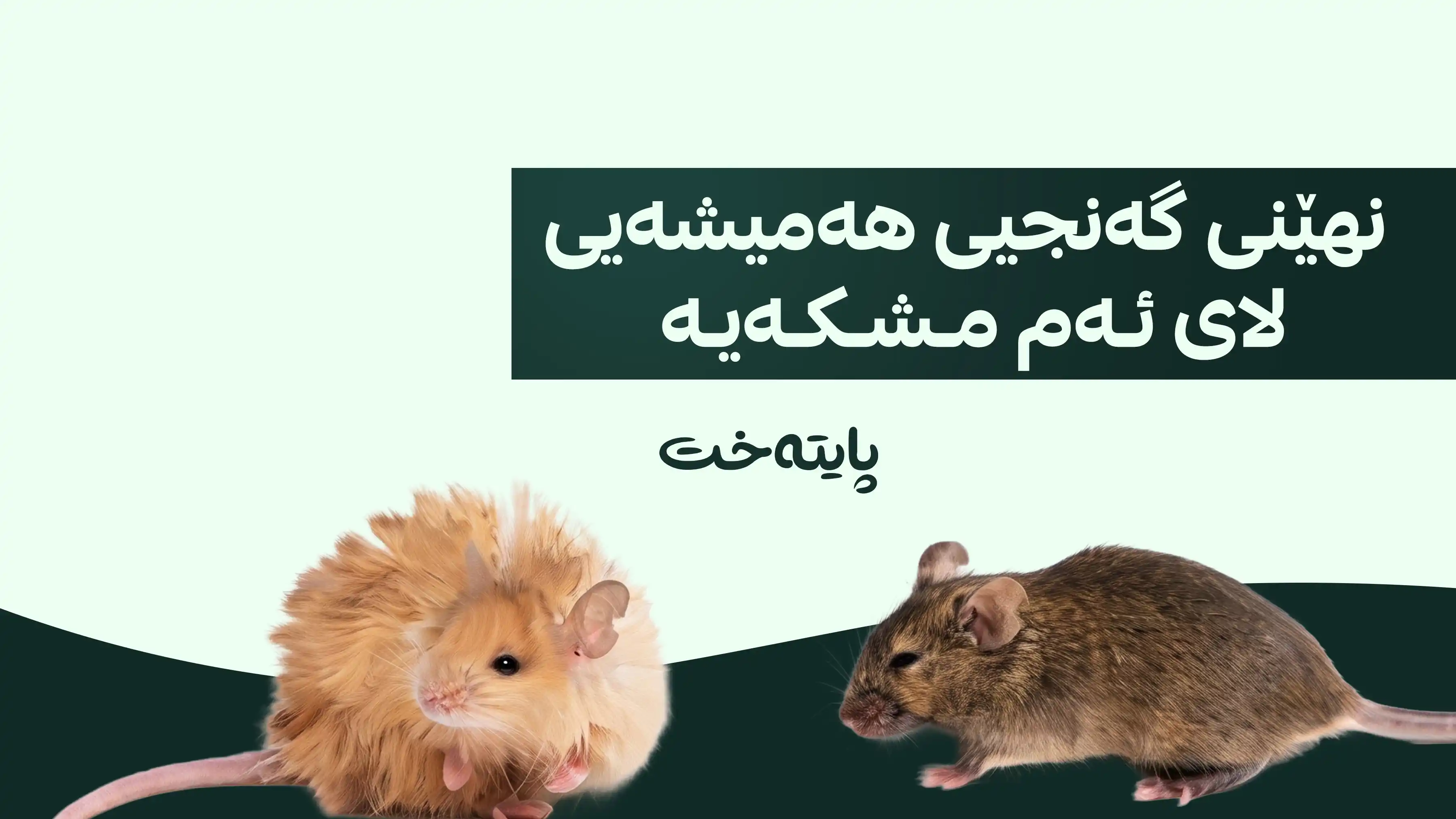زاناکان کۆدی پیرنەبوونیان دۆزییەوە