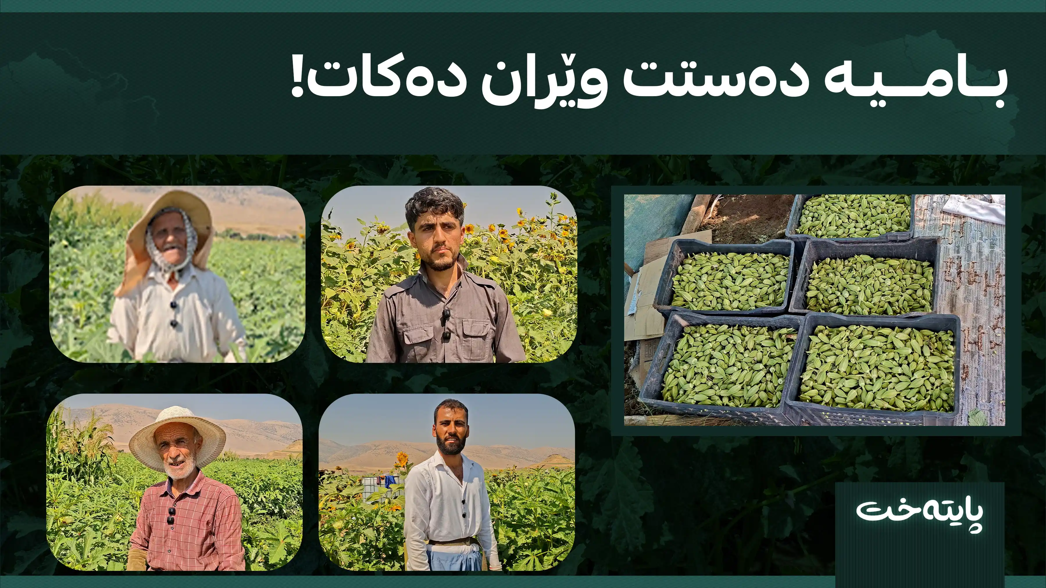 بامیە دەستت وێران دەکات!