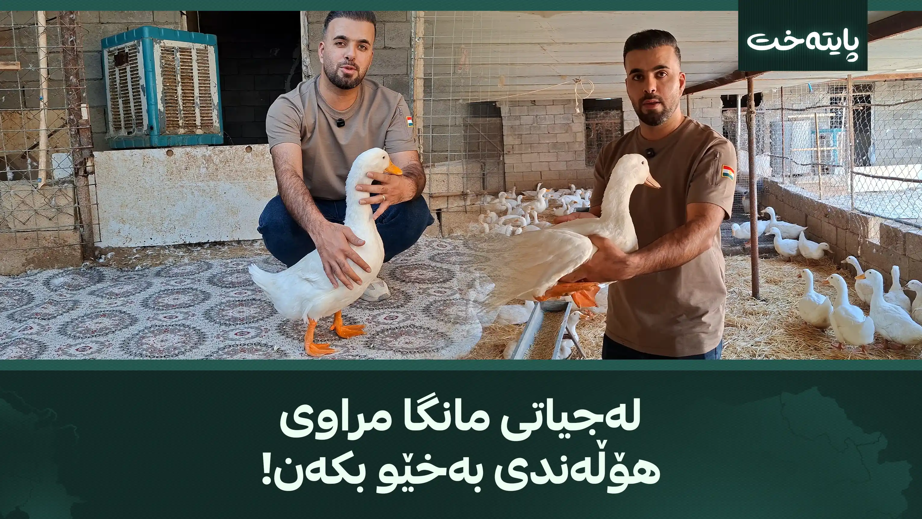 لەجیاتی مانگا مراوی هۆڵەندی بەخێو بکەن!
