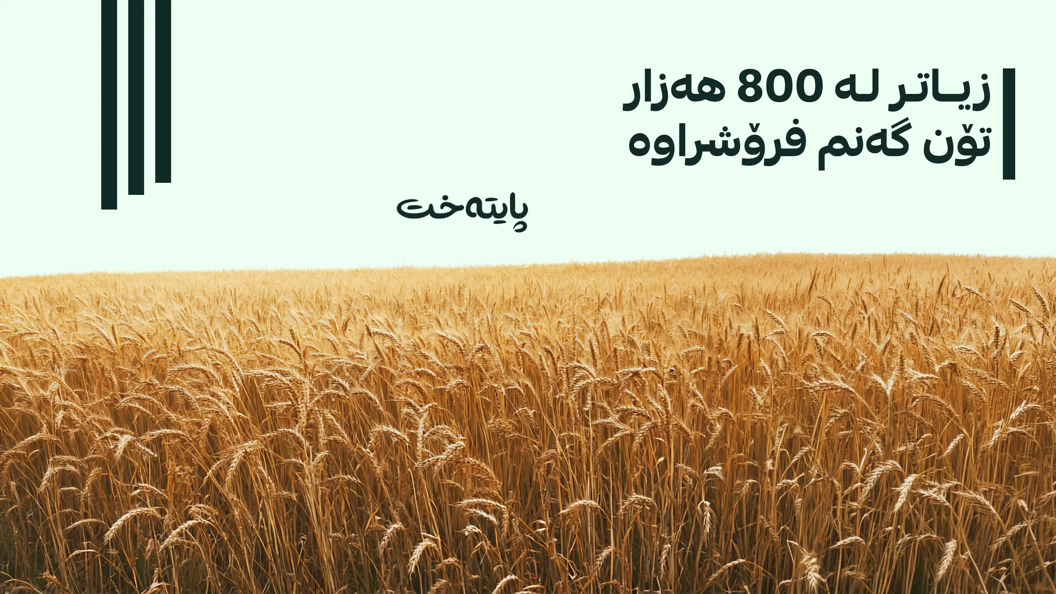 گەنمی جووتیارانی هەرێم هەناردەی دەرەوەی وڵات دەکرێت؟
