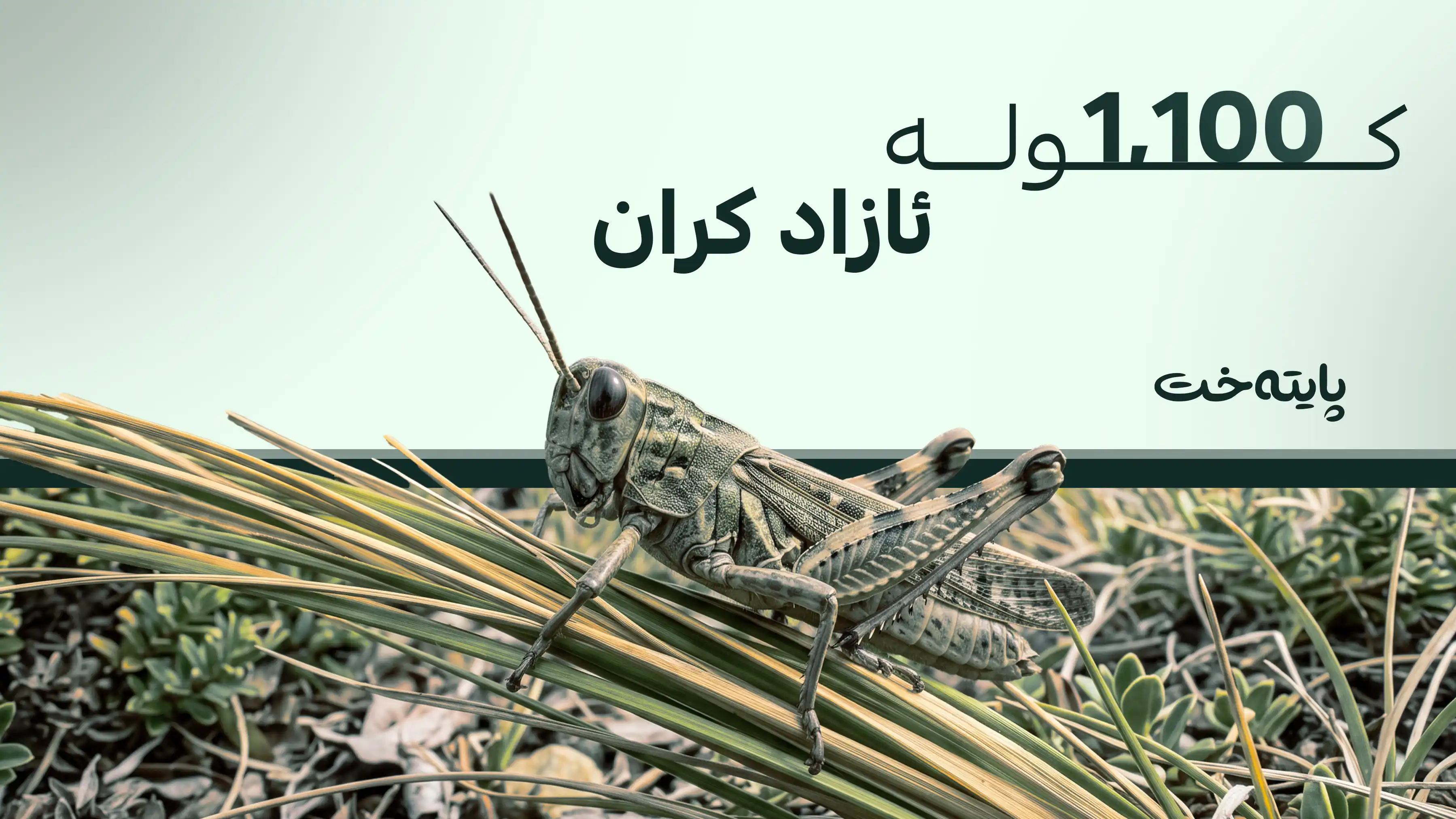 قورسترین کولەی جیهان لە نیوزلەندا ڕزگارکرا